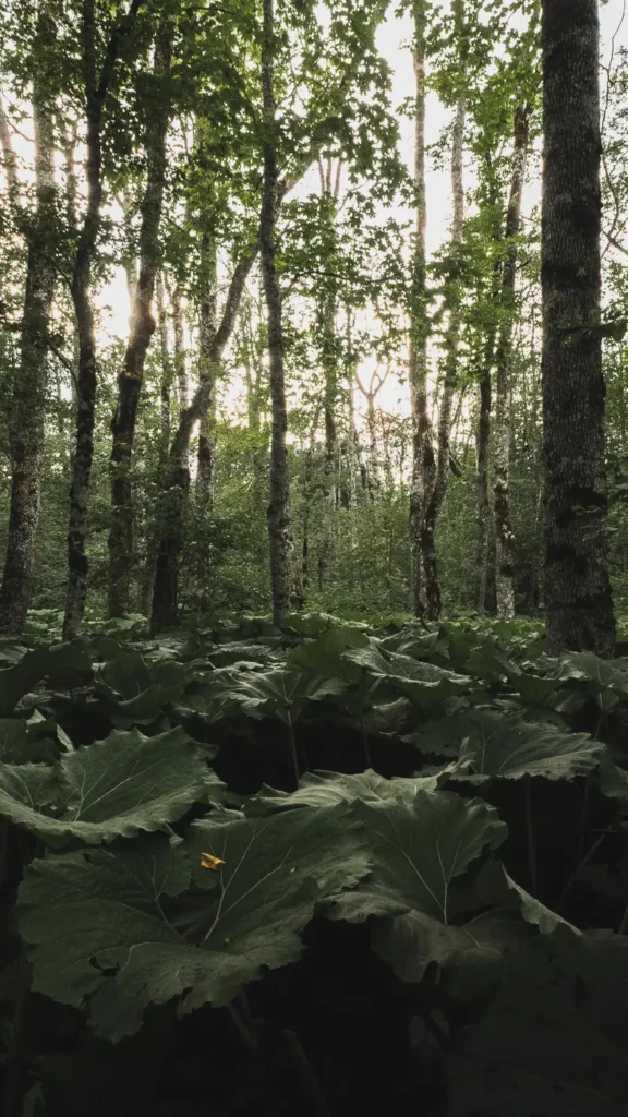 Dicht bos met grote bladeren in Biogradska Gora National Park in Montenegro