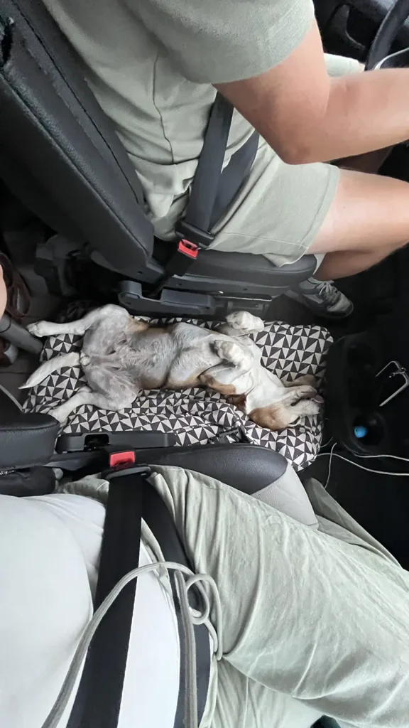 Hond ontspannen in de camper tijdens roadtrip door de Balkan