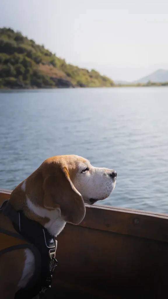 Hond op een boot tijdens een tocht op het Skadarmeer