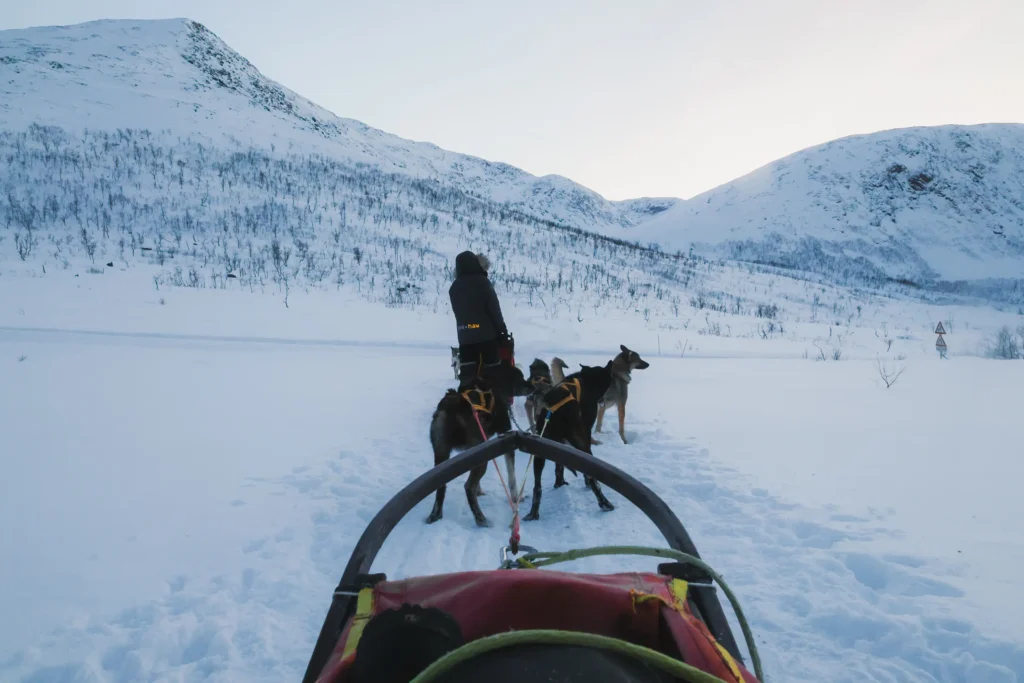 Een hondensleetocht in Tromsø is een van de leukste activiteit