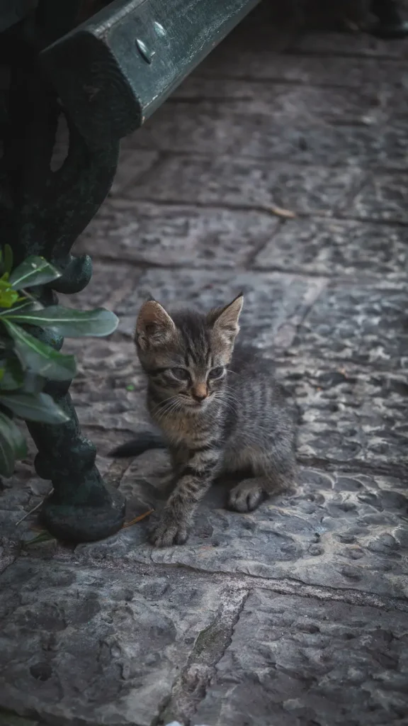 Een van de vele katten die door de oude stad van Kotor wandelen.