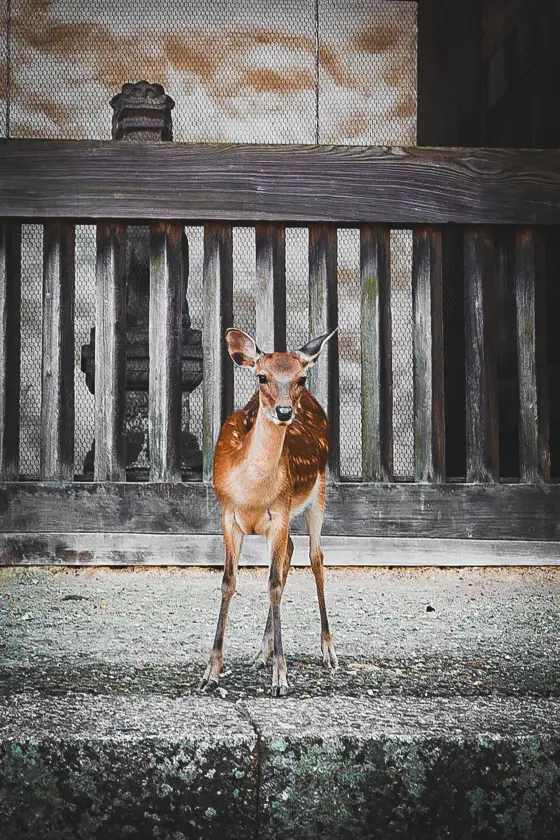 Vrij rondlopend hert in Nara Park tijdens dagtrip vanuit Kyoto op onze reisroute Japan 2 weken