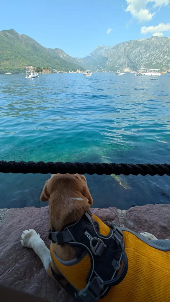 Hond kijkt naar de cruiseschepen die de baai van kotor binnen varen