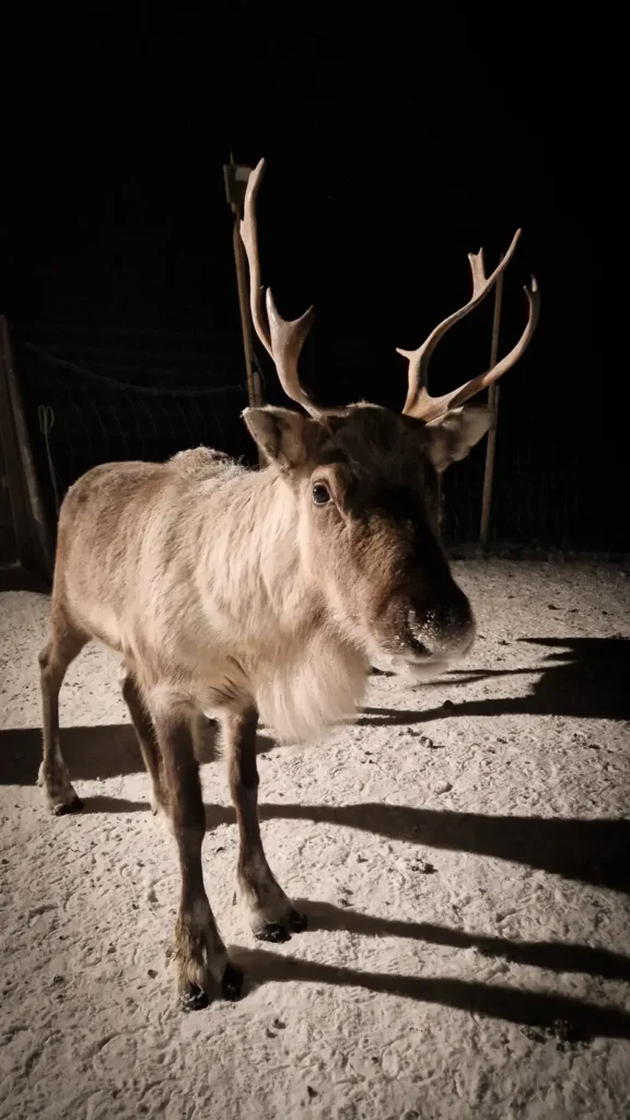 Rendier bij rendierboerderij in Tromso