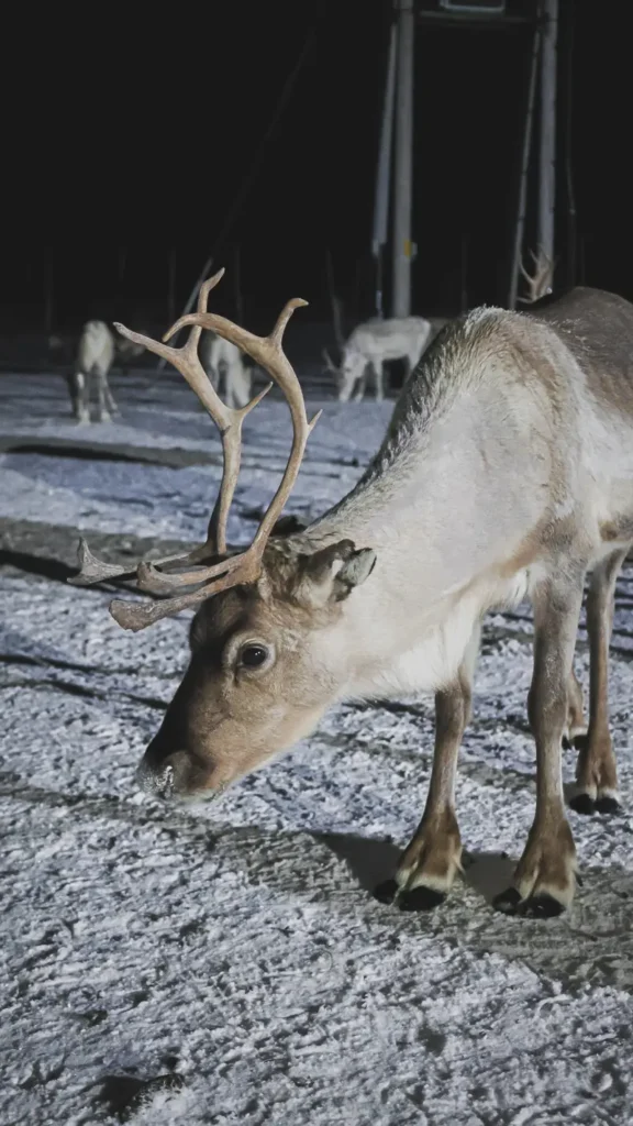 Bij het bezoek aan de rendierboerderij mag je ook de rendieren voederen