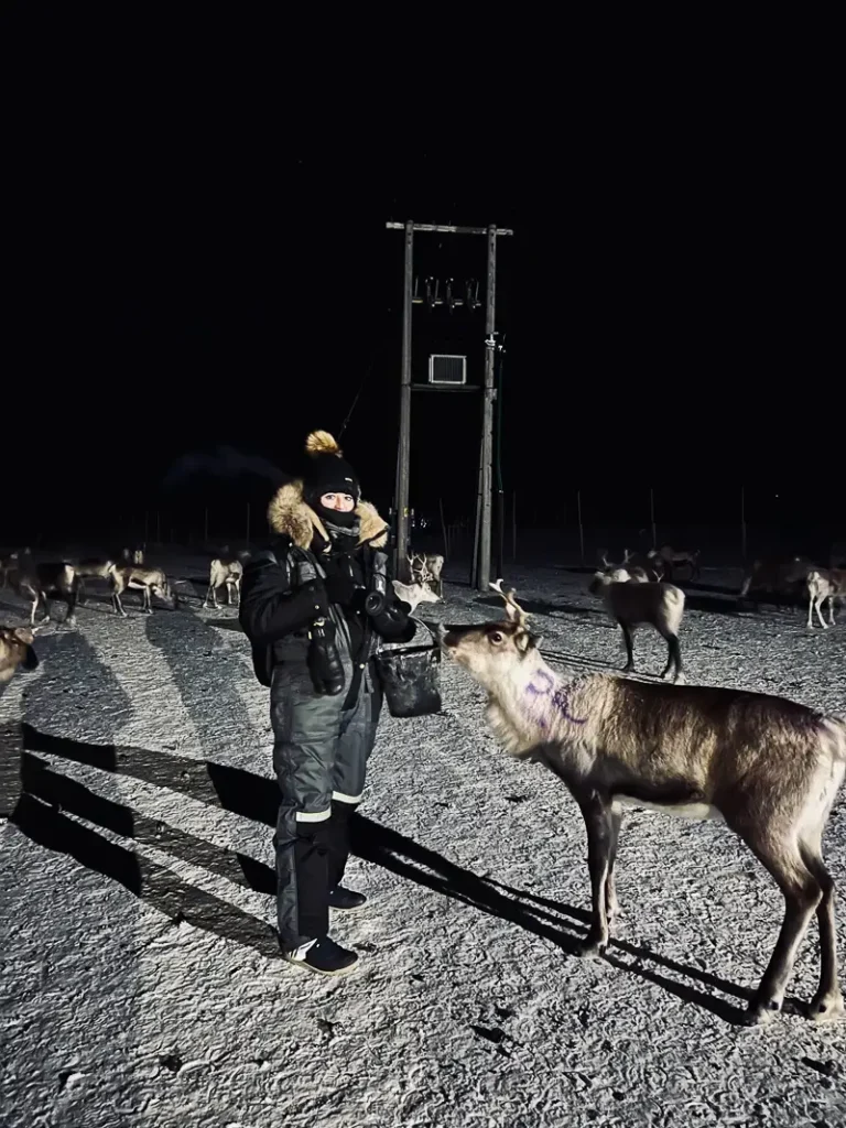 Rendier voederen bij rendiersleetocht en sami cultuur