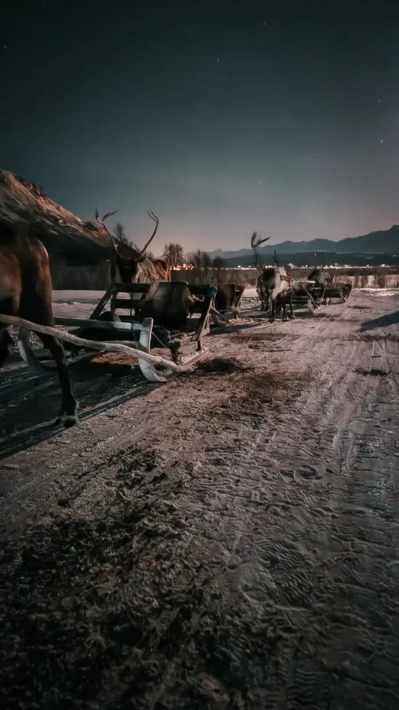 Rendiersleetocht is een must do tijdens je reis naar Tromso