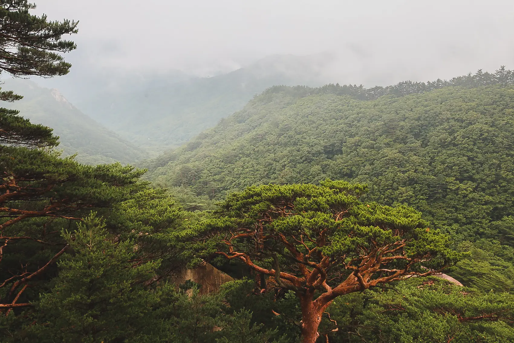 Mistige groene berglandschappen in Seoraksan National Park tijdens onze rondreis door Zuid-Korea.