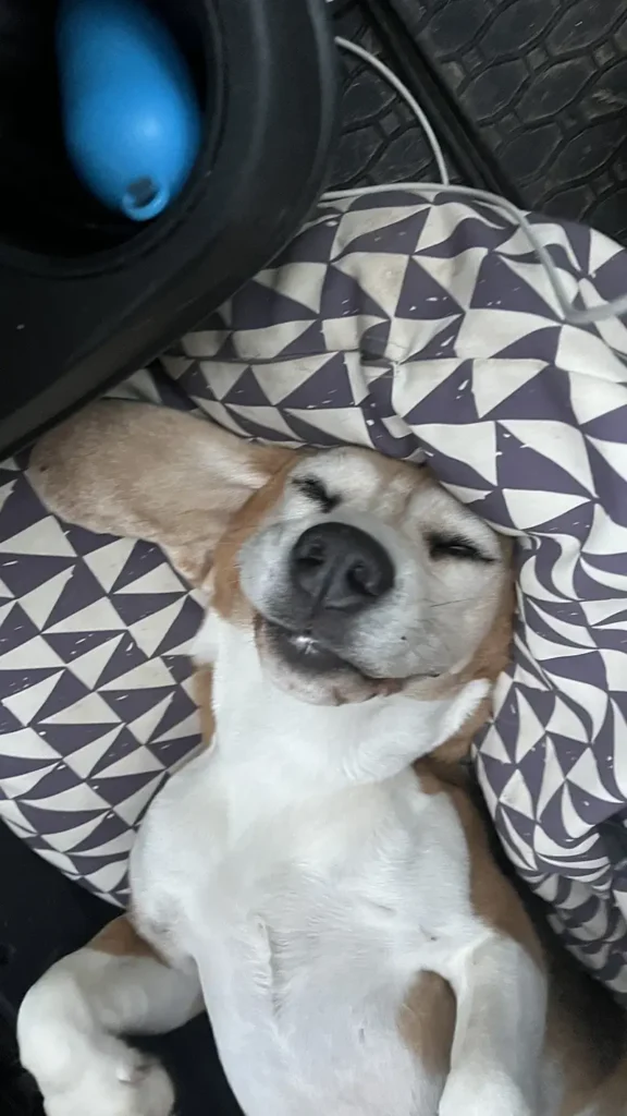 Hond slaapt ontspannen tijdens lange autorit door de Balkan