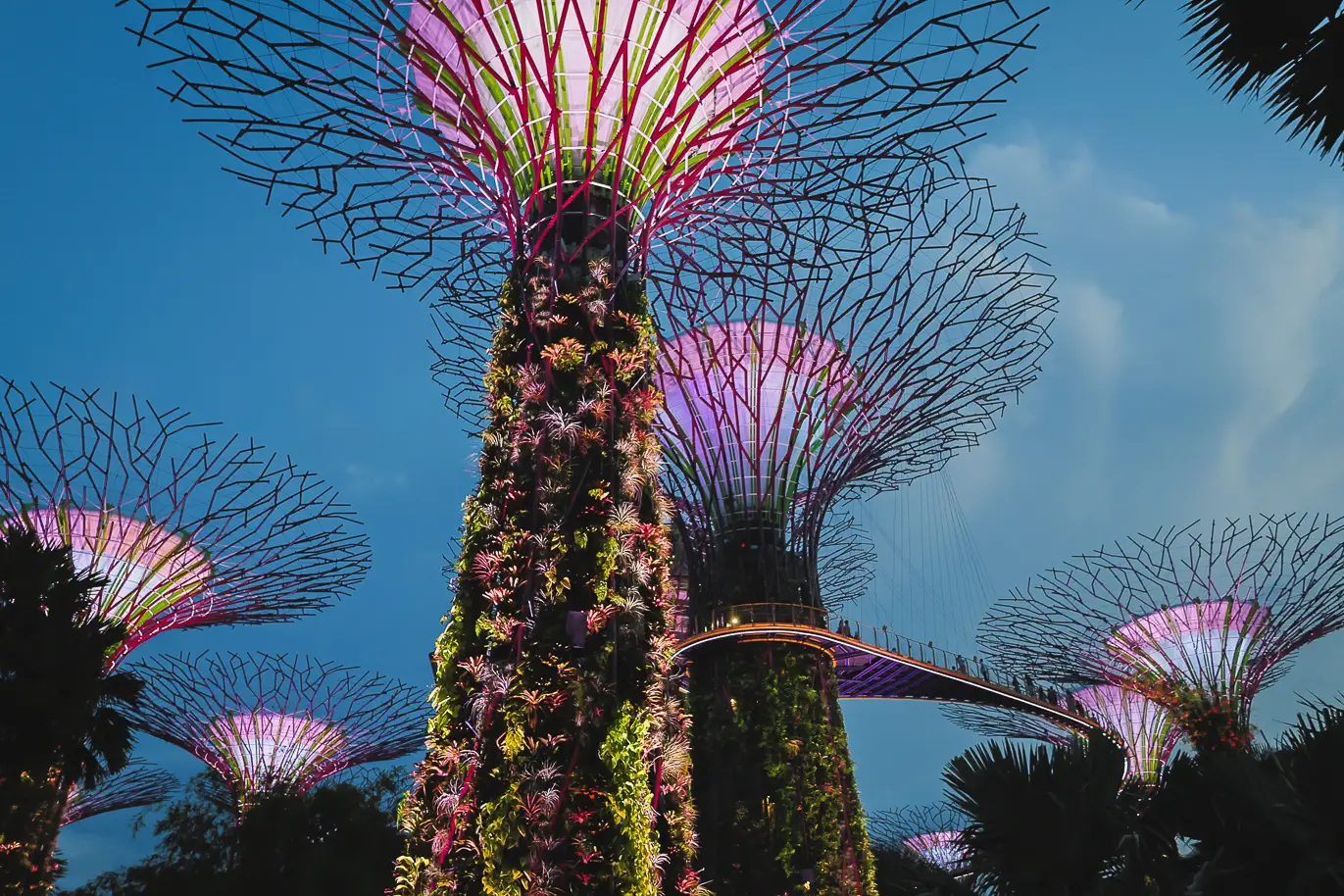 Verlichte Supertrees tijdens de Garden Rhapsody light show in Singapore, een must-do tijdens een layover.

