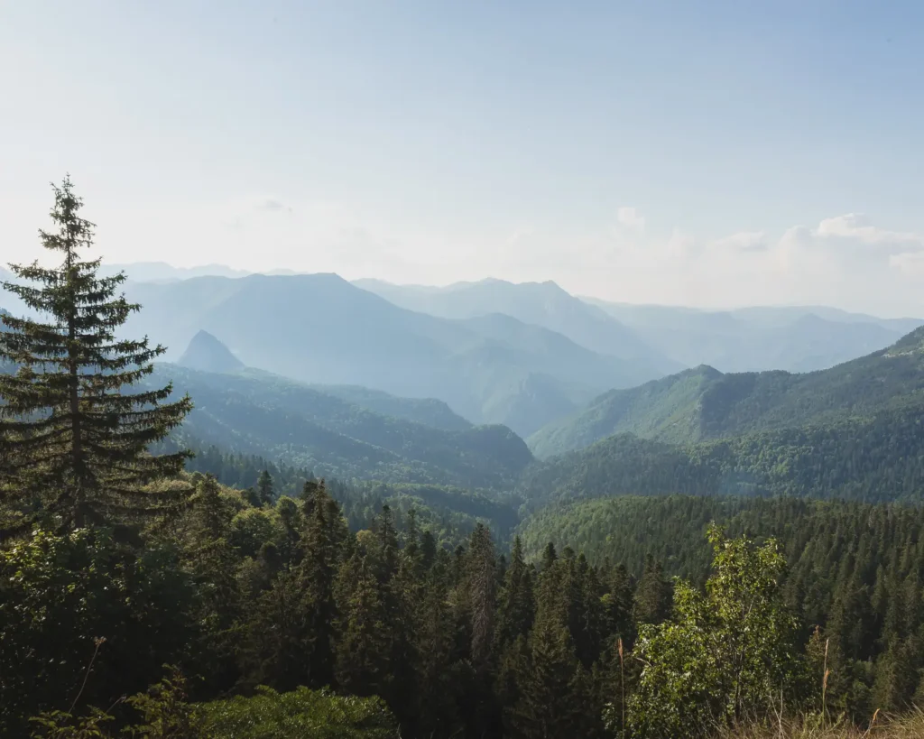 Bosgebied in Sutjeska Nationaal Park met wandelpad