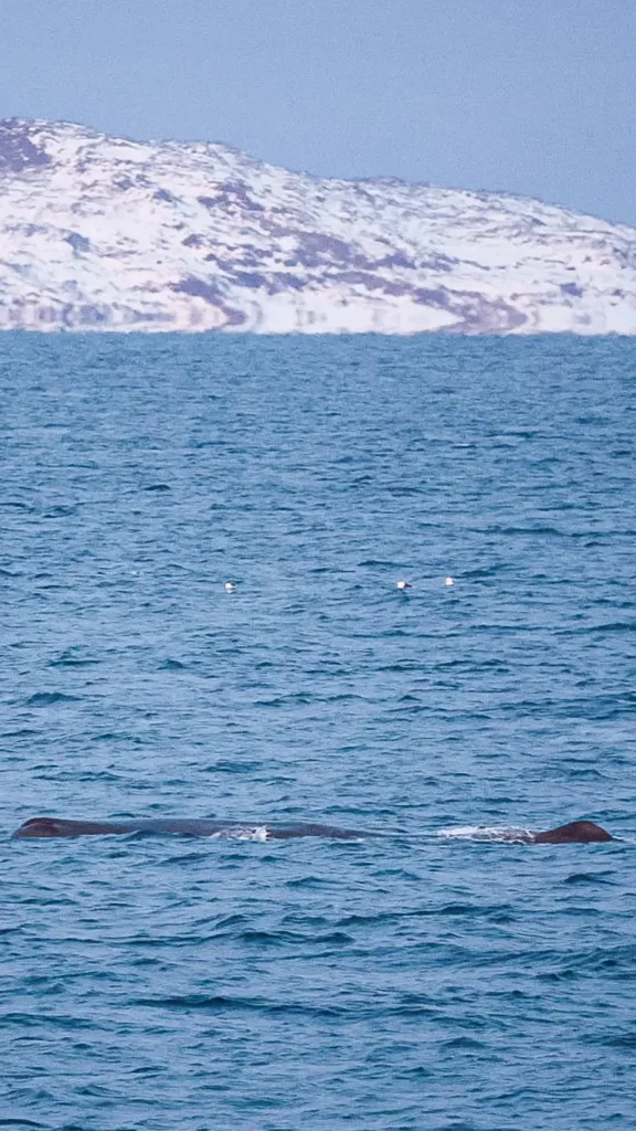 bultruggen spotten in tromso met een hybride boot